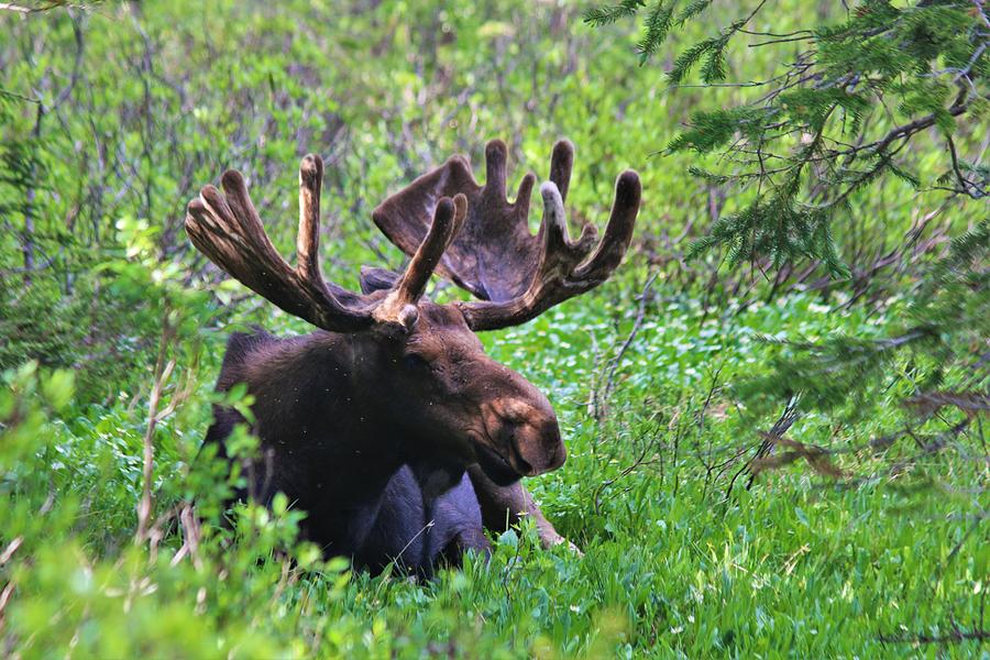 Bullwinkle Photograph by Larry Kniskern