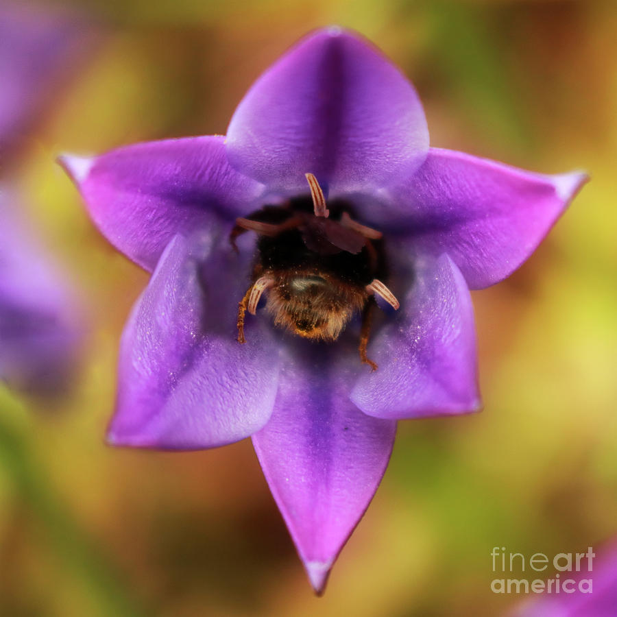 Bum-ble Bee in the Brodiaea Photograph by Terri Waters