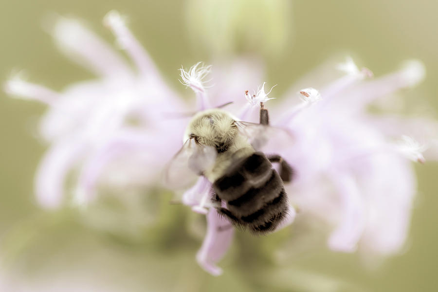 Macro Photography - Bee Photograph by Amelia Pearn