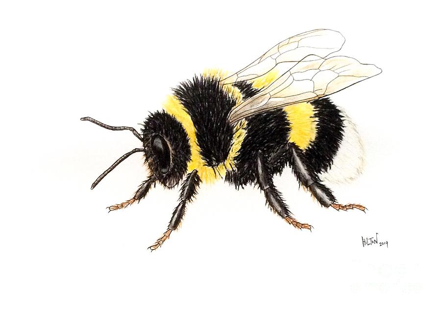 Hairy Legs - Bumble Bee Portrait Pastel by Graham Wallwork - Fine Art ...