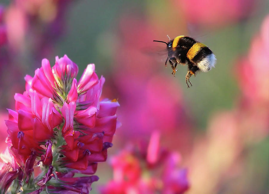 Flower Photograph - Bumble Bee by Guido Frazzini