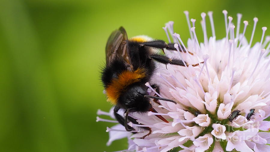 Bumble Bee Photograph by Joseph Mora