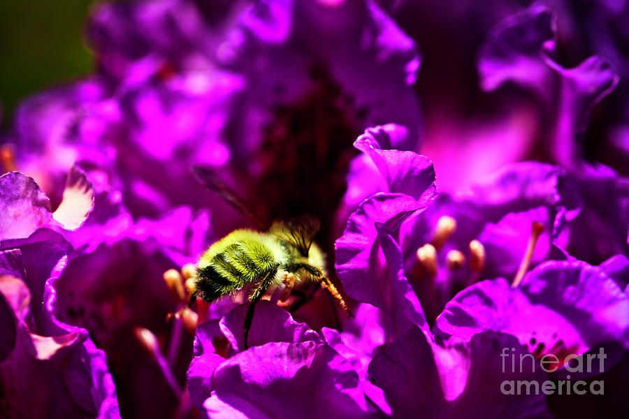 Bumble Bee On A Rhodedendron  Photograph by Bruce Block