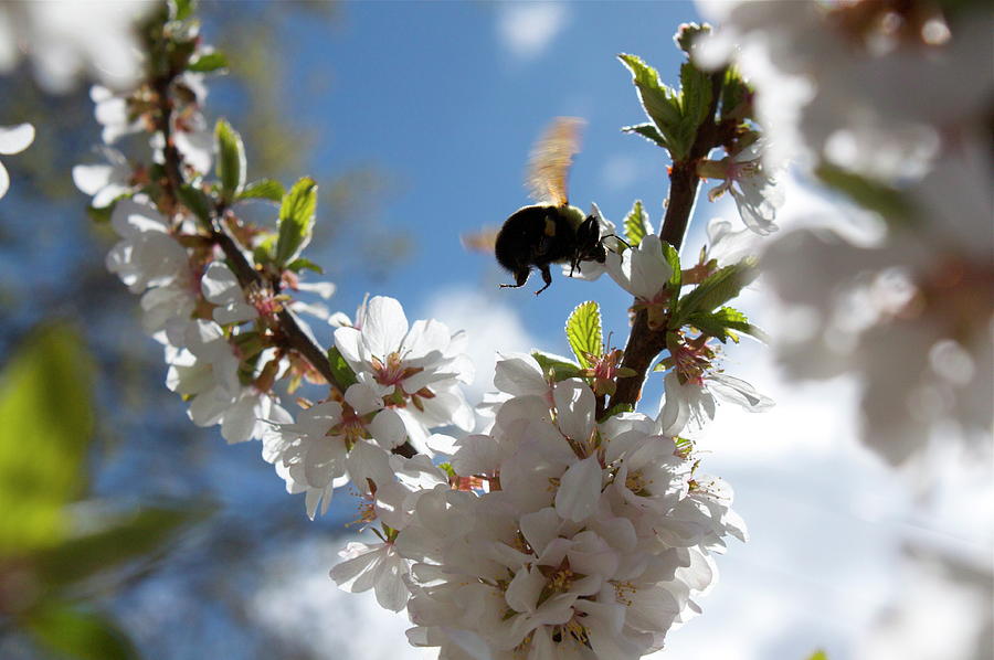 Bumble Bee On Blossoming Cherry Photograph by John Alabaszowski