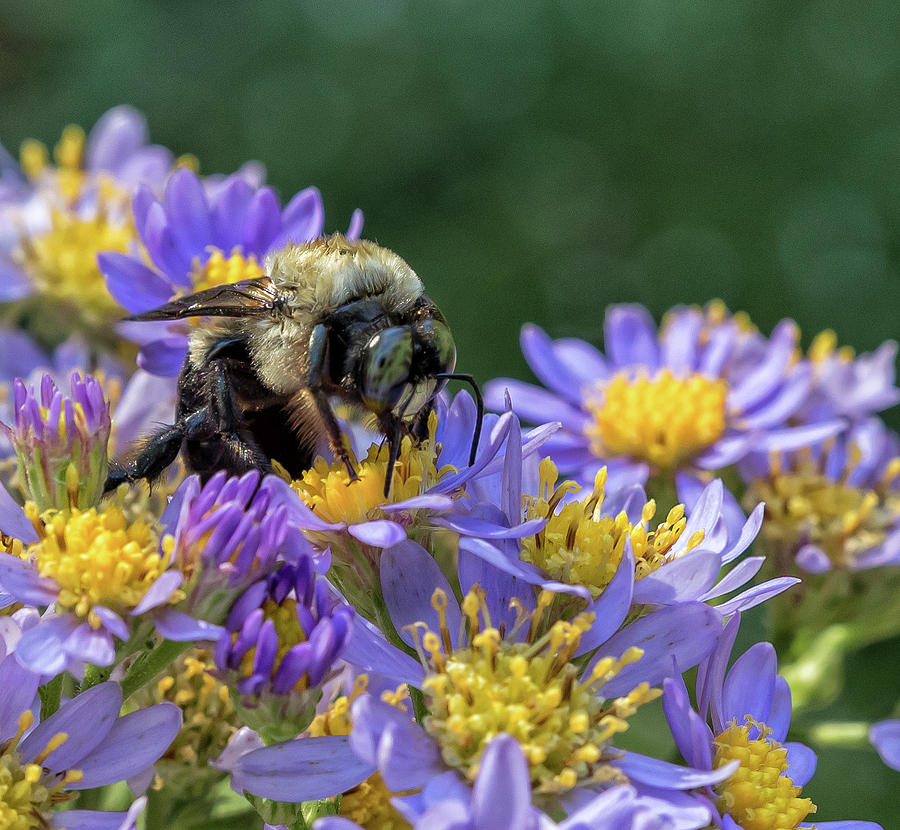 Bumble Bee on Flowers - Atlanta Botanical Garden Photograph by Peter Ciro