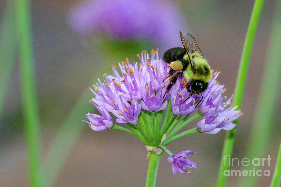 Bumble Bee on Lavender Photograph by Susan Rydberg