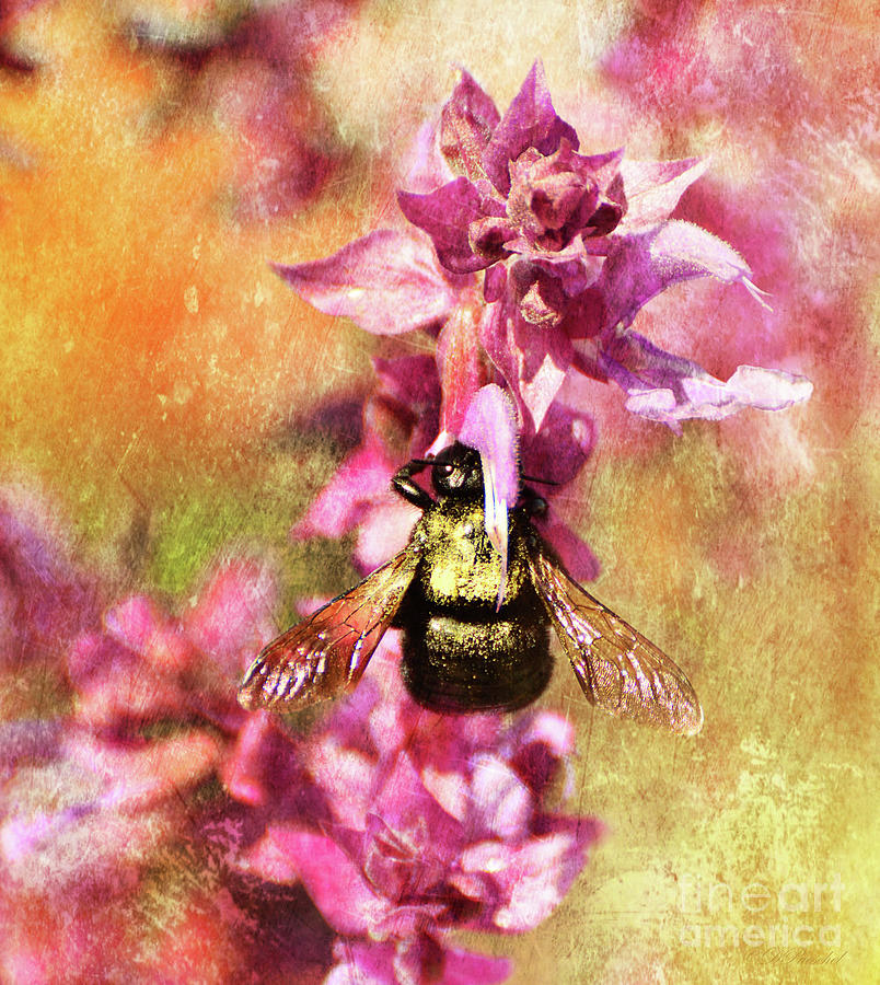 Bumble Bee on Pink Photograph by Debby Pueschel