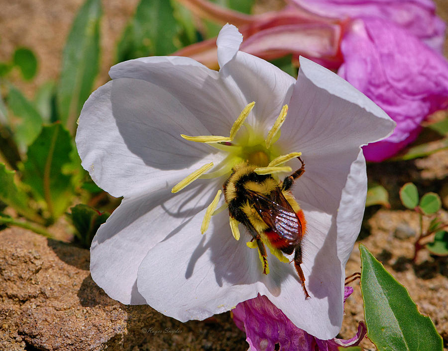 Bumble Bee on Wild Primrose 1 Photograph by Roger Snyder
