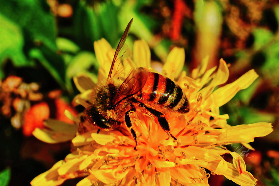 Bumble Bee On Yellow Flower Photograph by Meta Gatschenberger