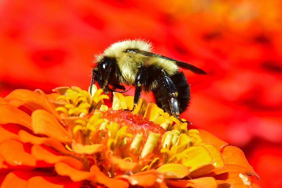 Bumble Bee on Zinnia 6618 Photograph by Michael Peychich