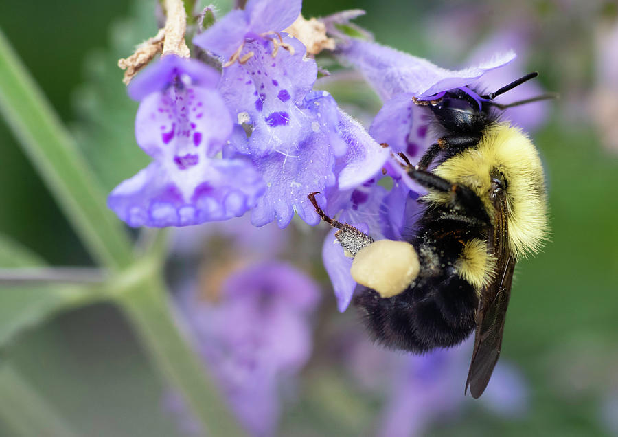 Nature Photograph - Bumble Bee Pollinates Cat Mint Flower Plant by Cavan Images