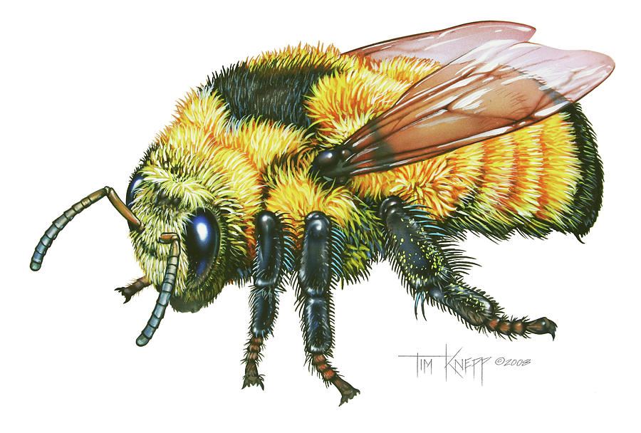 Bumble Bee Painting - Bumble Bee by Tim Knepp