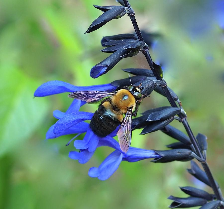 Hover Fly In Blue Photograph by Alida M Haslett