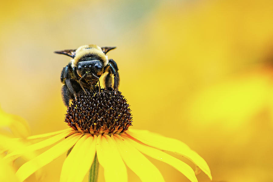 Bumble Pollinating Black-Eyed Susan Photograph by Mary Ann Artz