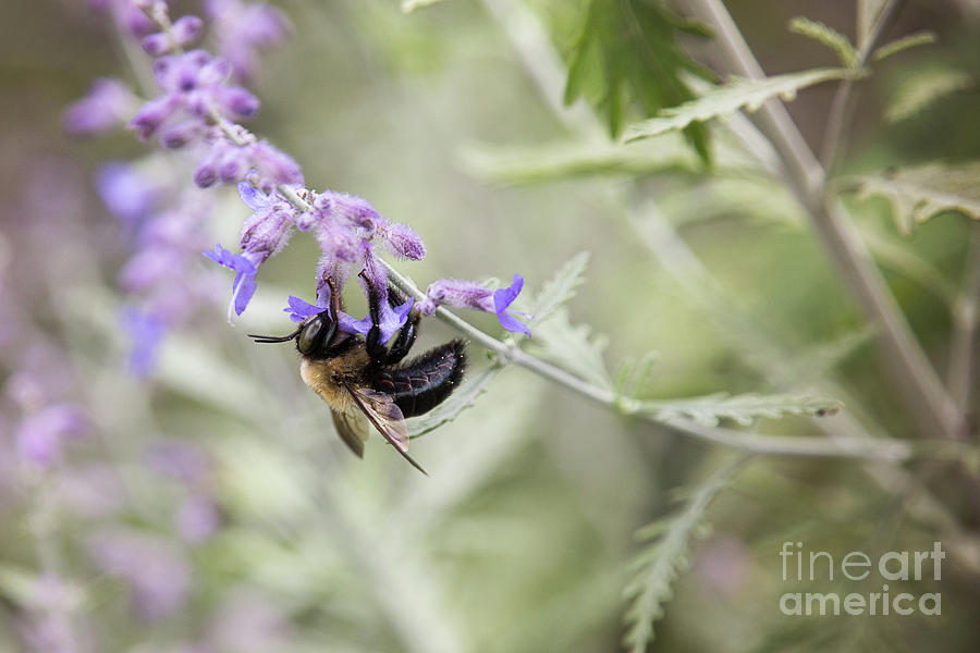 Bumblebee And Lavender Photograph by Sharon McConnell