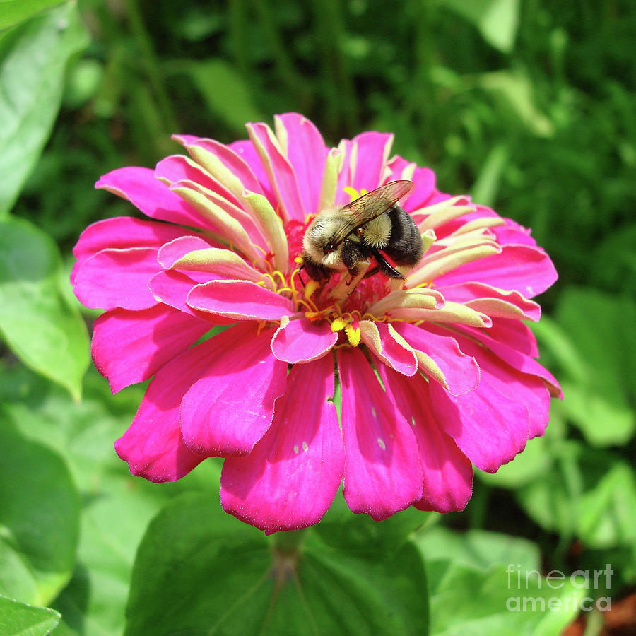 Bumblebee and Zinnia 1 Photograph by Amy E Fraser