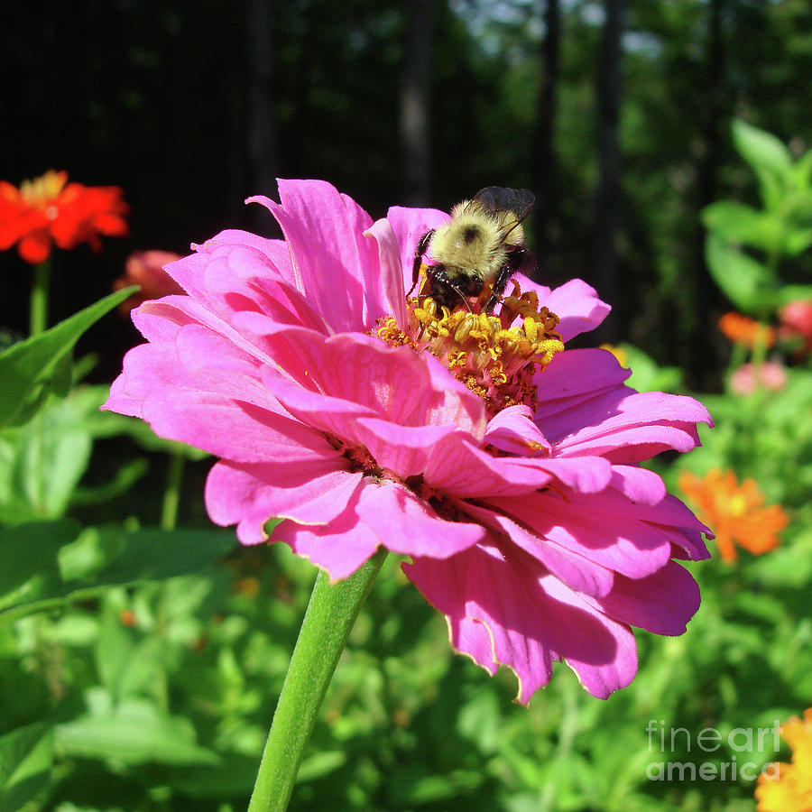 Bumblebee and Zinnia 2 Photograph by Amy E Fraser