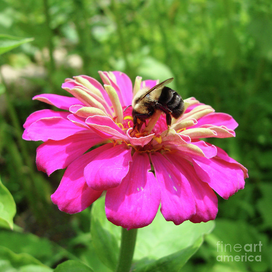 Bumblebee and Zinnia 3 Photograph by Amy E Fraser