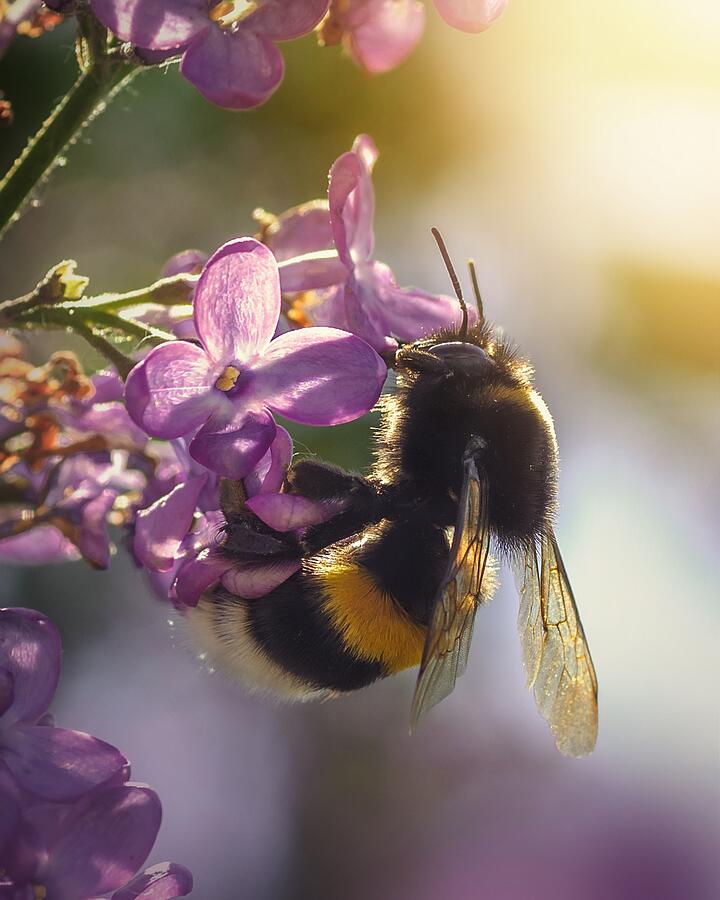 Spring Photograph - Bumblebee by Andrii Kazun
