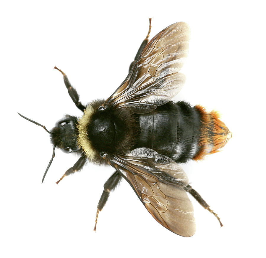Bumblebee Photograph by Antagain - Fine Art America