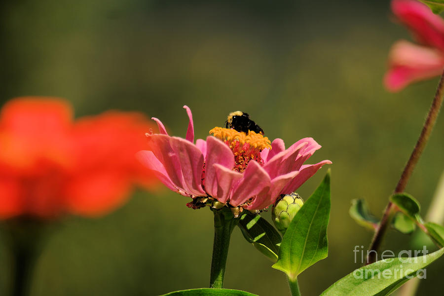 Bumblebee At Work Photograph