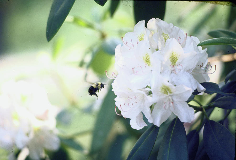 Animal Photograph - Bumblebee Attacking Laurel Blossom by John Dominis