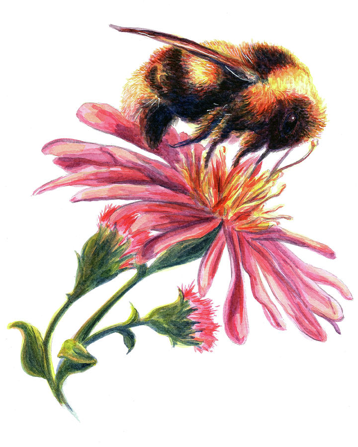 Bumblebee Botanical Painting by Rachael Broadwell - Fine Art America