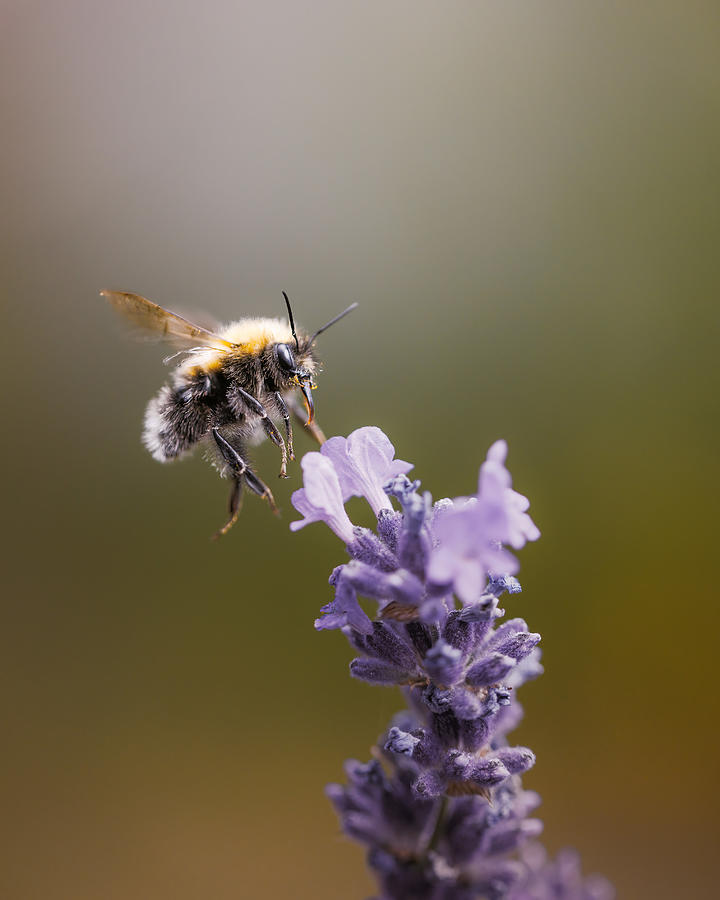 Insects Photograph - Bumblebee Coming In To Land by Magnus Renmyr