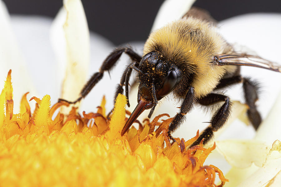 Bumblebee Drinking Photograph by Brian Hale