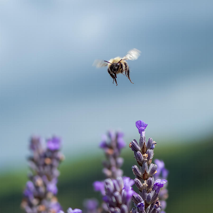 Macro Photograph - Bumblebee Heading My Way by Elaine Henshaw