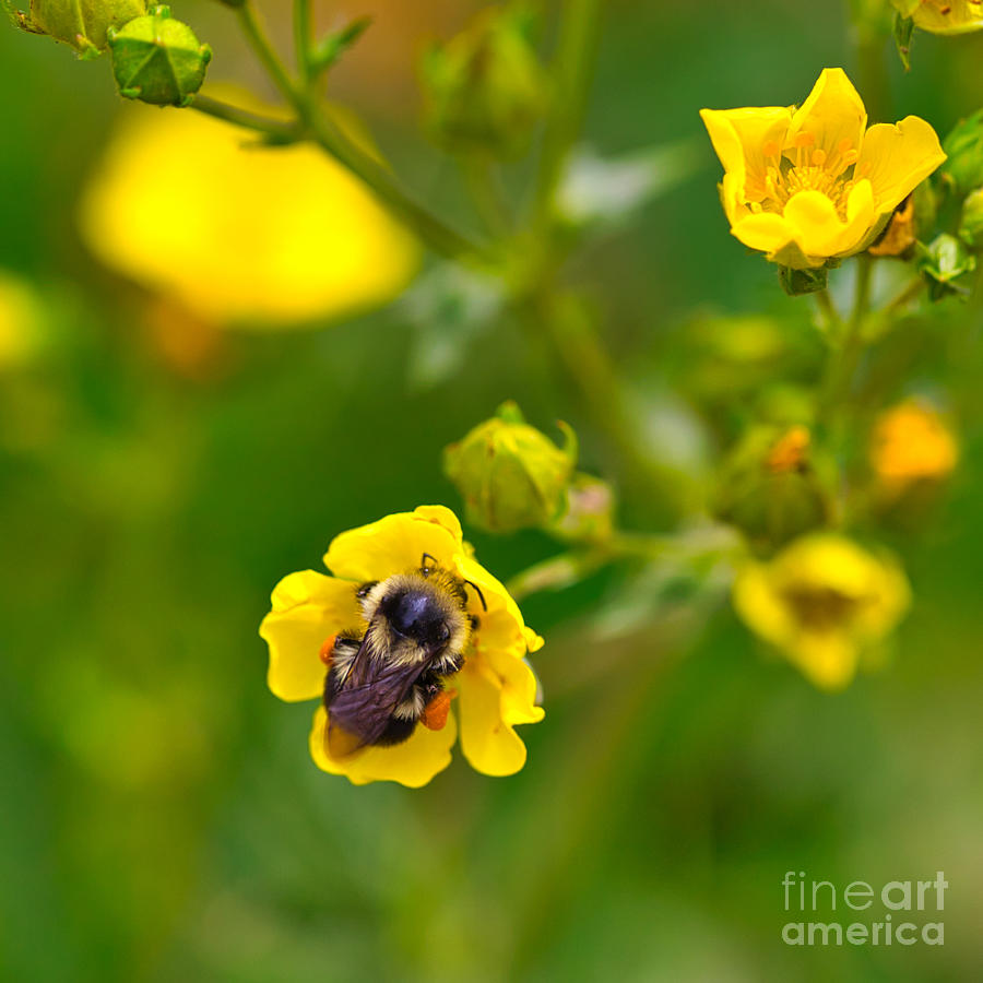 Bumblebee in Yellow flower Photograph by Bruce Block