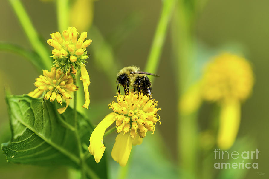 Bumblebee Photograph by Jennifer White