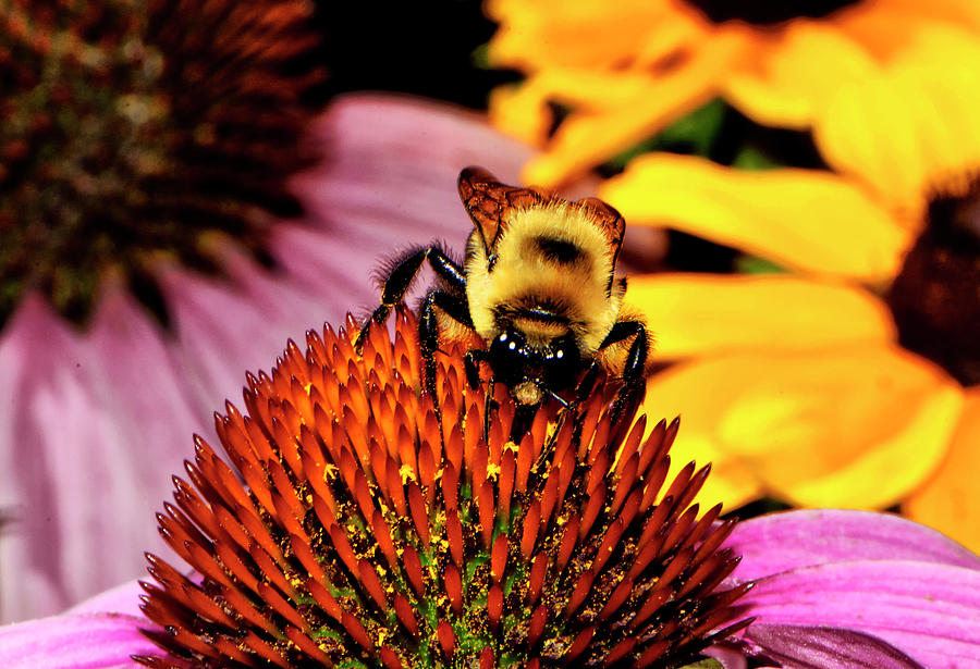 Bumblebee On A Purple Coneflower 034 Photograph by George Bostian