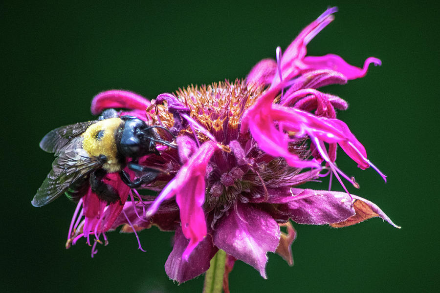 Bumblebee on Bee Balm Photograph by Mary Ann Artz