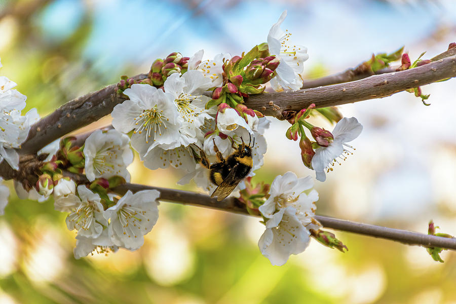 Bumblebee on cherry blossoms Photograph by Luis GA - Lugamor