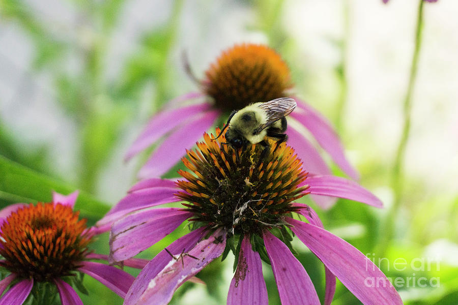 Bumblebee On Cone Flower by Randall Saltys Bumblebee On Cone Flower by Randall Saltys