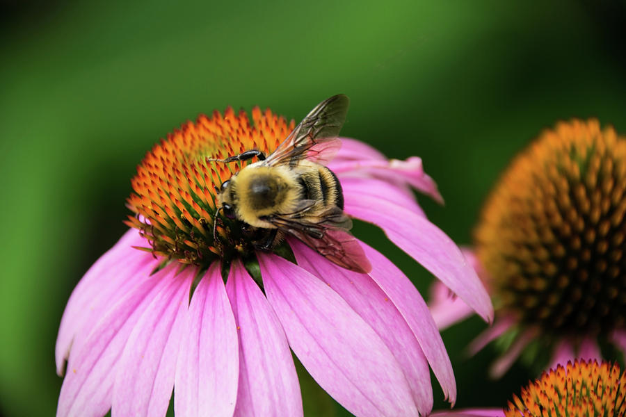 Bumblebee On Coneflower Photograph By Lucy Banks - Fine Art America