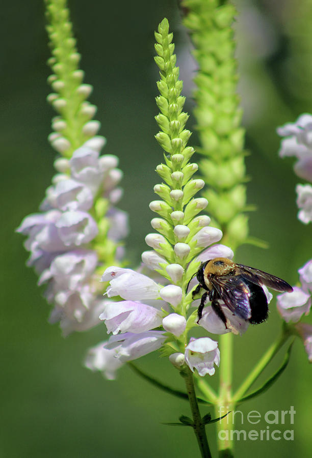 Bumblebee on Obedient Flower Photograph by Karen Adams