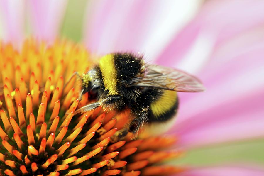 Bumblebee On Echinacea Flower close-up Photograph by Angelica Linnhoff