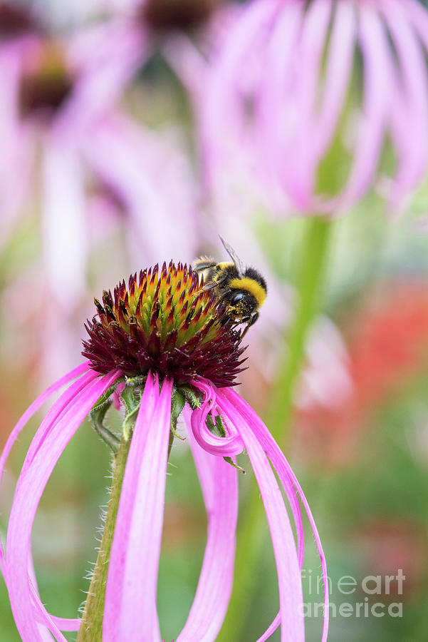 Bumblebee on Echinacea Simulata Flower Photograph by Tim Gainey