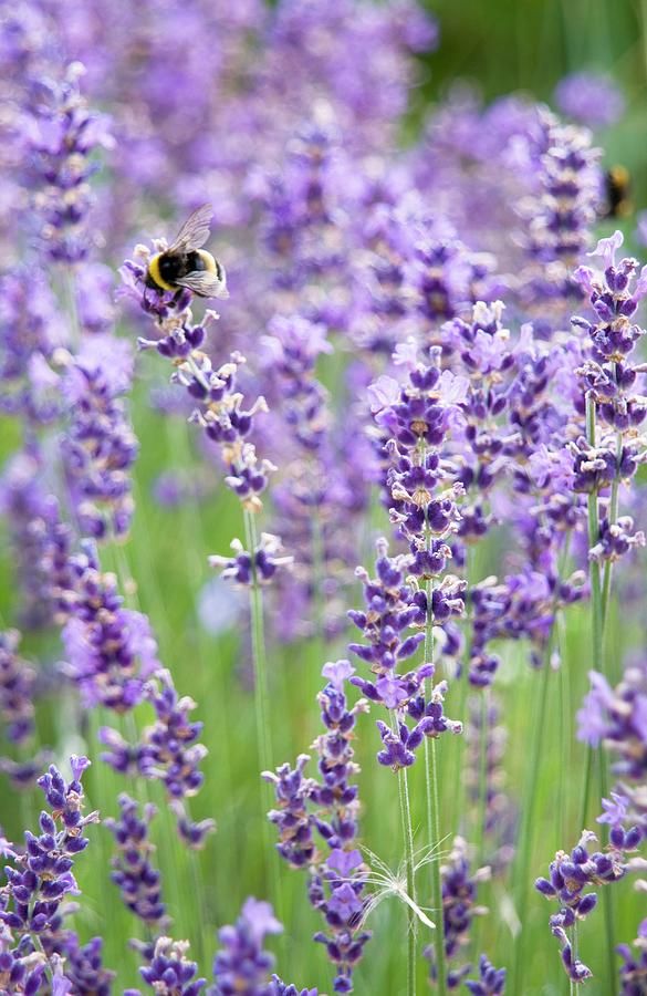 Bumblebee On Flowering Lavender Photograph by Franziska Pietsch