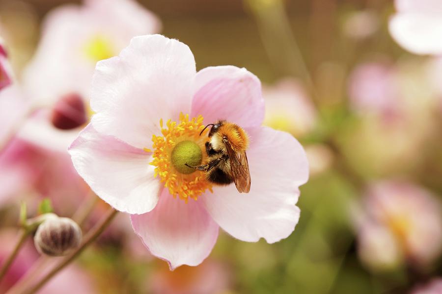 Bumblebee On Pink Anemones Photograph by Angelica Linnhoff