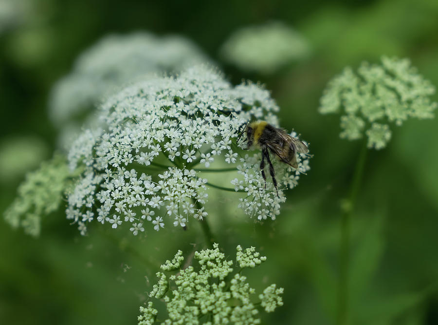 Bumblebee on Queen Annes lace Photograph by Zina Stromberg