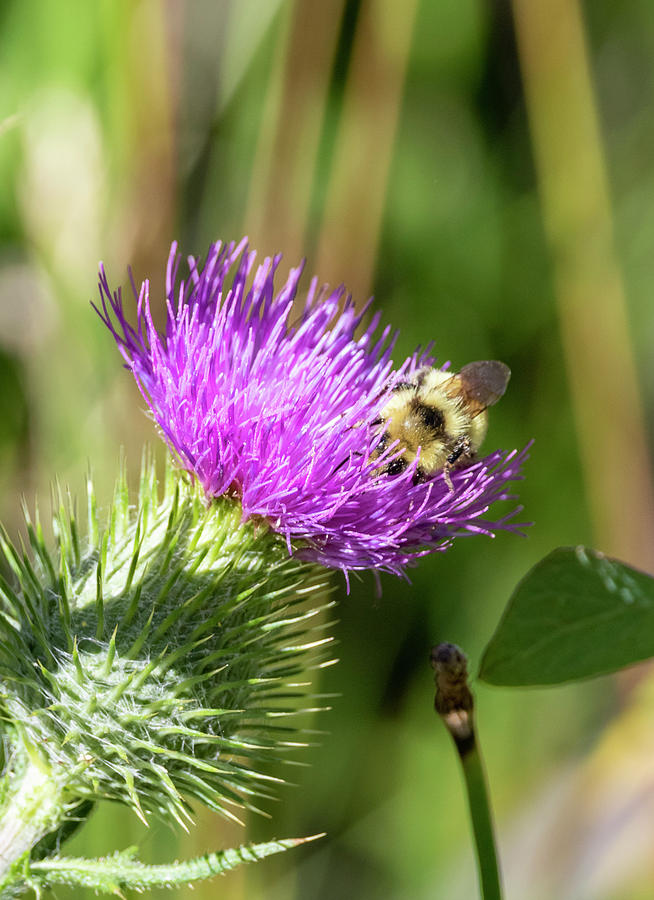 Bumblebee on Thistle 2 by Michael Chatt Bumblebee on Thistle 2 by Michael Chatt
