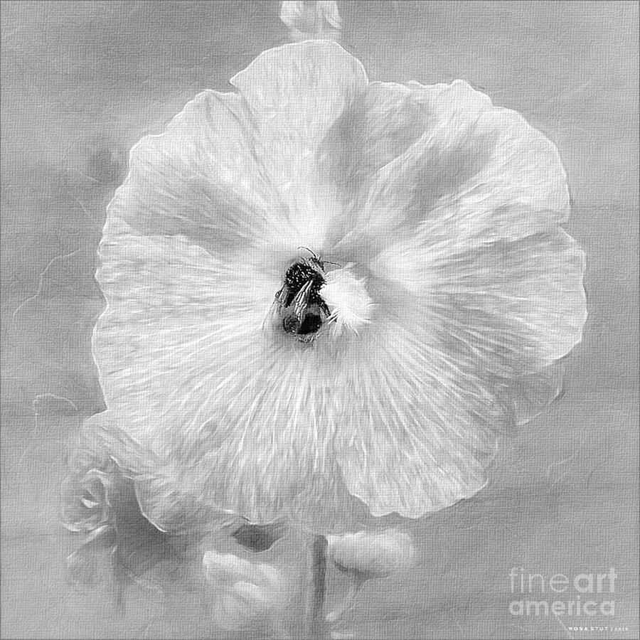 Bumblebee Snacking Delicate Hollyhock BW Photograph by Mona Stut