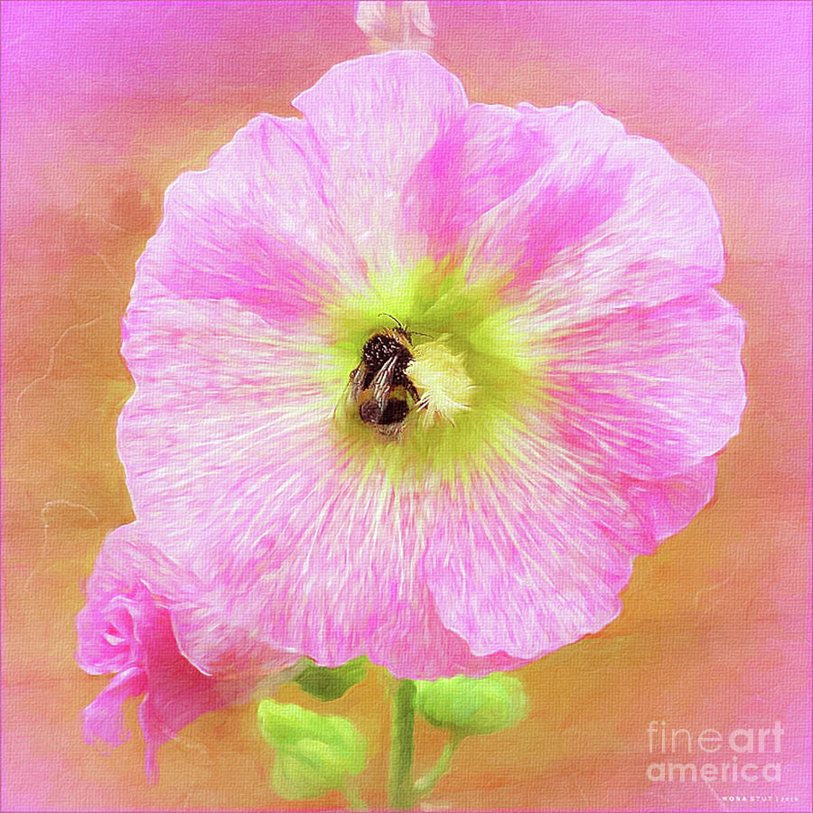 Bumblebee Snacking Delicate Hollyhock Photograph by Mona Stut