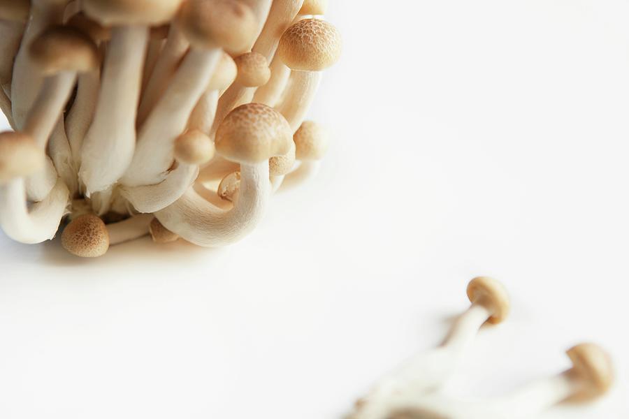 Buna-shimeji Mushrooms On White Background Photograph by Nika Moskalenko