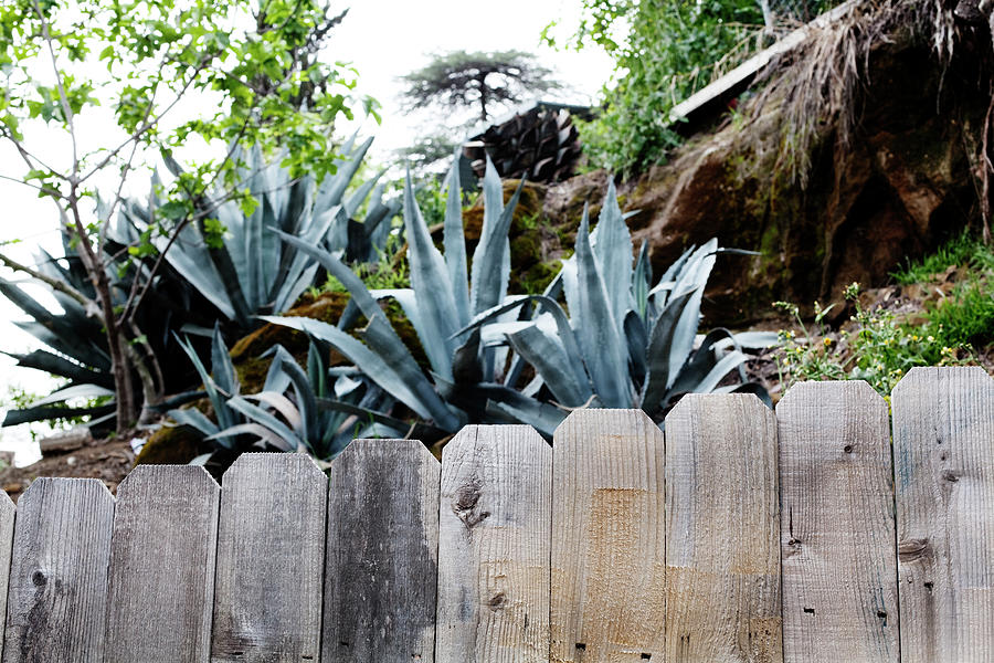 Bunch Of Agave Behind A Wooden Fence Photograph by Frank Rothe