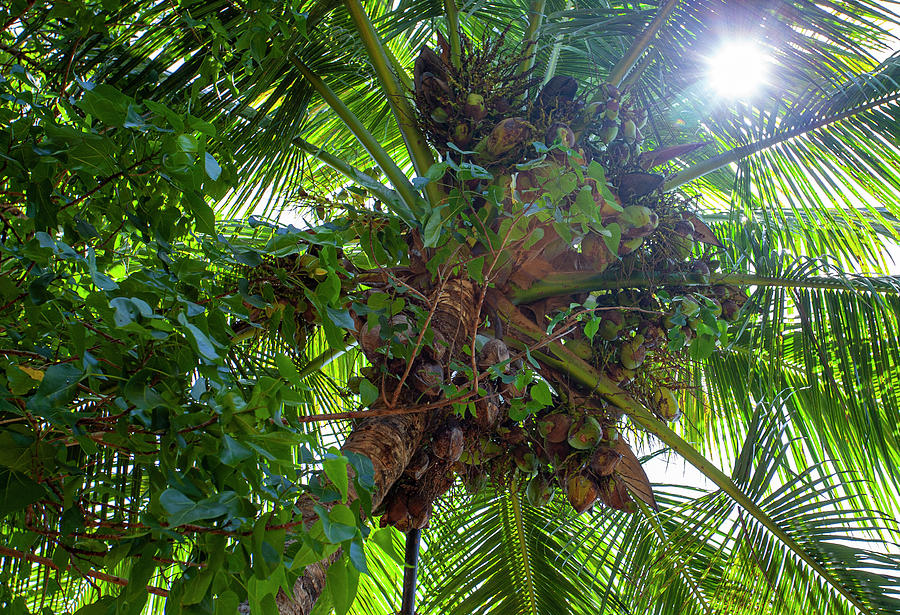 bunch of Coconuts Photograph by Anthony Jones