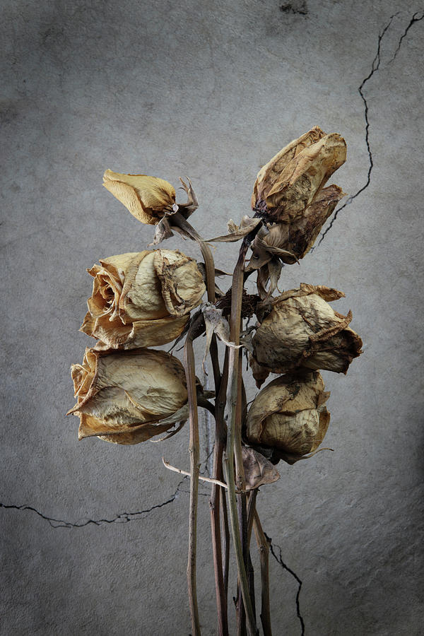 Bunch Of Dead Roses Photograph by Davealan